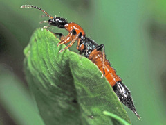 Paederus schoenherri