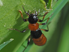 Paederus schoenherri