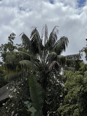 Howea forsteriana
