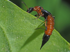 Paederus schoenherri