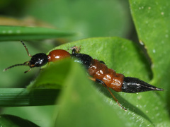 Paederus schoenherri