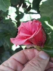 Hibiscus rosa-sinensis