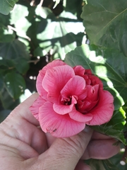 Hibiscus rosa-sinensis