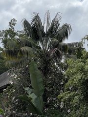 Howea forsteriana