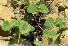 Mucuna pruriens