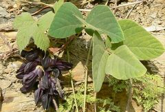 Mucuna pruriens