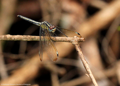 Hemistigma albipunctum