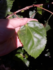 Hibiscus rosa-sinensis