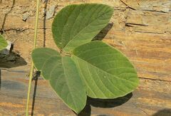 Mucuna pruriens