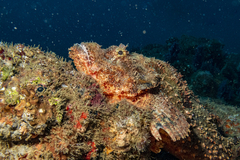 Scorpaenopsis oxycephalus