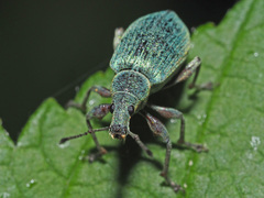 Phyllobius pomaceus