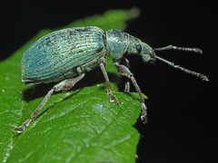 Phyllobius pomaceus