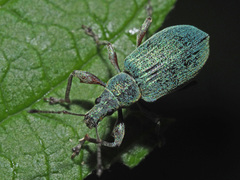 Phyllobius pomaceus