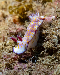 Hypselodoris pulchella