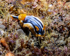 Chromodoris hamiltoni