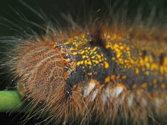 Euthrix potatoria
