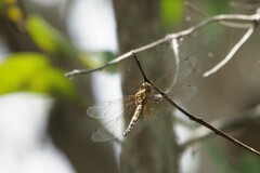 Hydrobasileus brevistylus