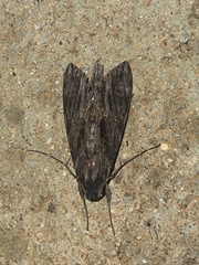 Erinnyis crameri