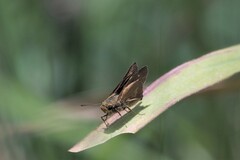Parnara amalia