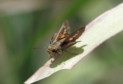 Parnara amalia