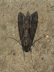 Erinnyis crameri
