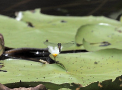 Brachydiplax denticauda