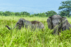 Elephas maximus indicus