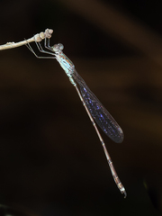 Indolestes tenuissimus