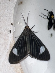 Dioptinae