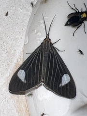 Dioptinae