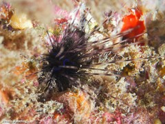 Diadema africanum