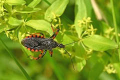 Rhynocoris annulatus