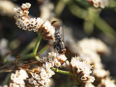 Miltogramma aurifrons