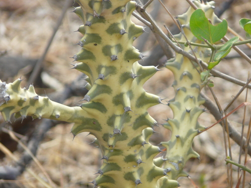 Euphorbia neriifolia