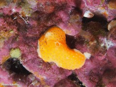 Didemnum pseudofulgens