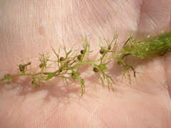 Utricularia australis