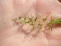 Utricularia australis