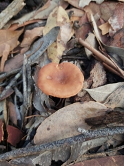 Lactarius eucalypti