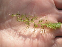 Utricularia australis