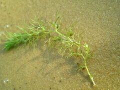 Utricularia australis