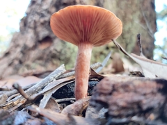 Lactarius eucalypti