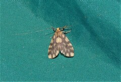 Miltochrista quadrilineata