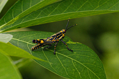 Zonocerus variegatus