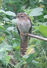 Cacomantis merulinus