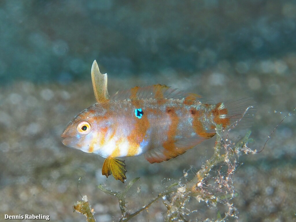 pearly-razorfish-xyrichtys-novacula-marine-life-identification