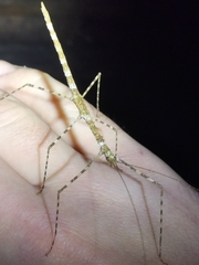 Rhamphosipyloidea queenslandica