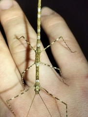 Rhamphosipyloidea queenslandica