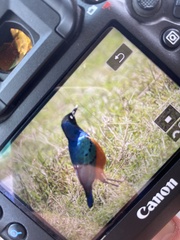 Lamprotornis superbus