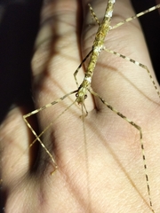Rhamphosipyloidea queenslandica