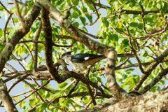 Clamator levaillantii